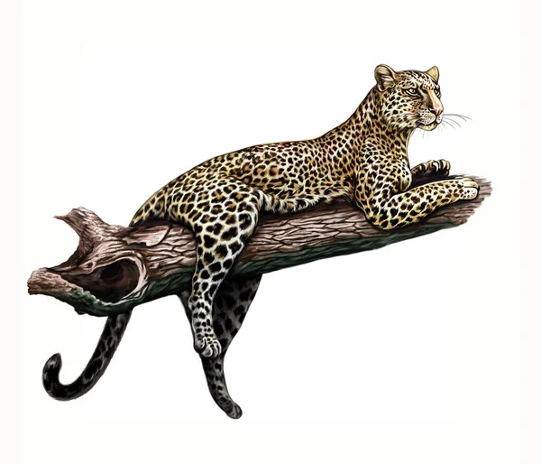 Afrika leoparı (Panthera pardus pardus) ağaç dalı, gerçekçi çizim, Afrika savanının ansiklopedisi, beyaz arka planda izole edilmiş görüntü