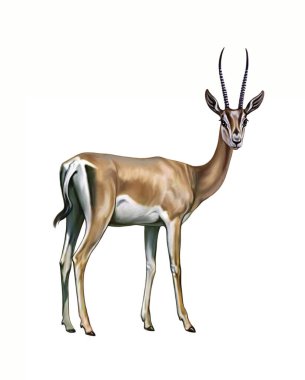 Thomson ceylanı (Eudorcas thomsony), gerçekçi çizim, Afrika savanasının ansiklopedisi, beyaz arkaplanda izole edilmiş görüntü