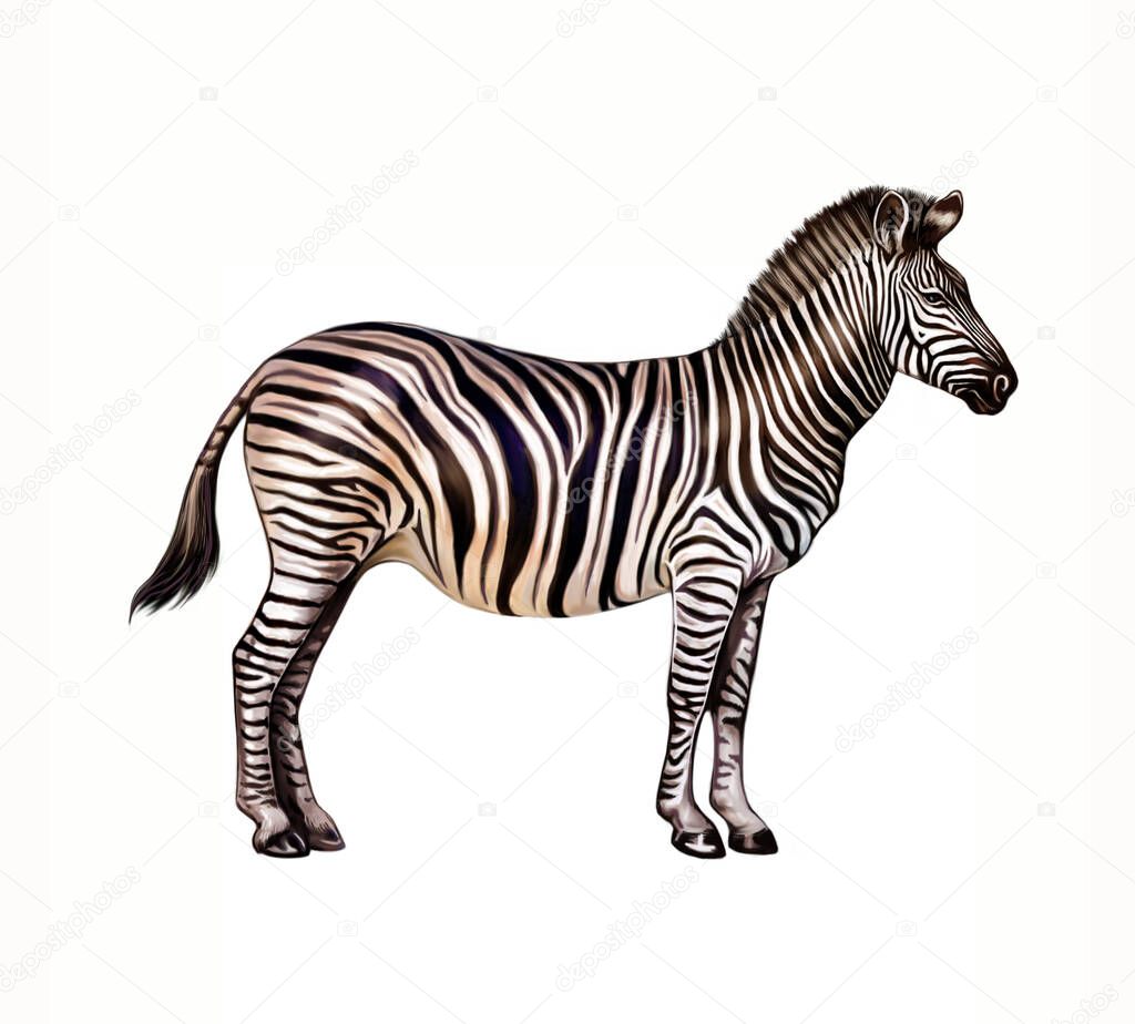 Zebra (Hippotigris), realistic drawing, illustration for encyclopedia of African savannah, isolated image on white background