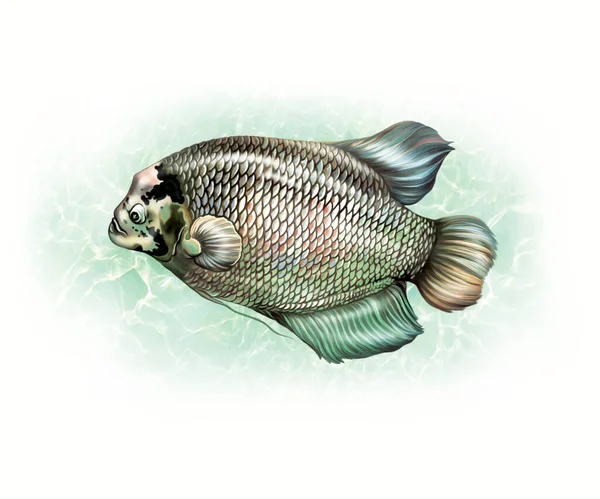 Jättegourami Osphronemus Gorami Realistisk Ritning Illustration För Fisk Encyklopedi Isolerad — Stockfoto