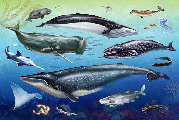 海と海の住人 ブルークジラ コククジラ クジラ クラゲ サーモン ダゴン ナナナール フィナール 図鑑用イラスト — ストック写真