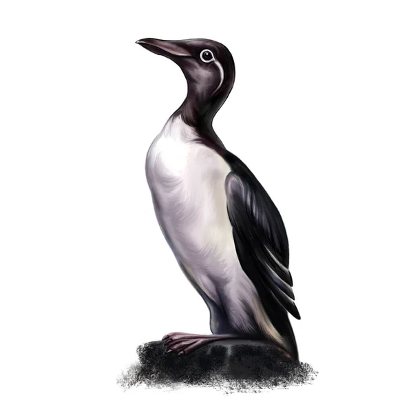 Murre Bird Uria Aalge Pietra Disegno Realistico Illustrazione Enciclopedia Degli — Foto Stock