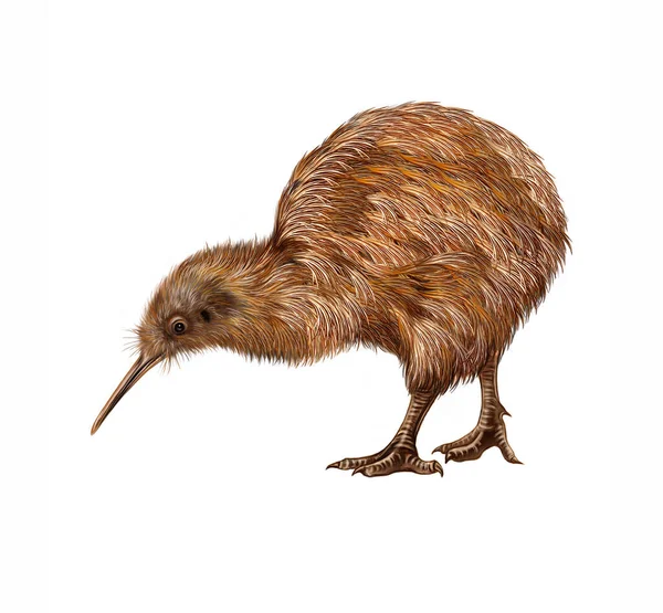 Pássaro Kiwi Apteryx Desenho Realista Ilustração Para Enciclopédia Animais Endêmicos — Fotografia de Stock