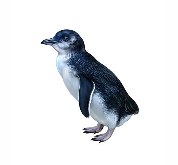 White Flippered Penguin Eudyptula Minor Albosignata Realistic Drawing Illustration New — Stock Photo, Image