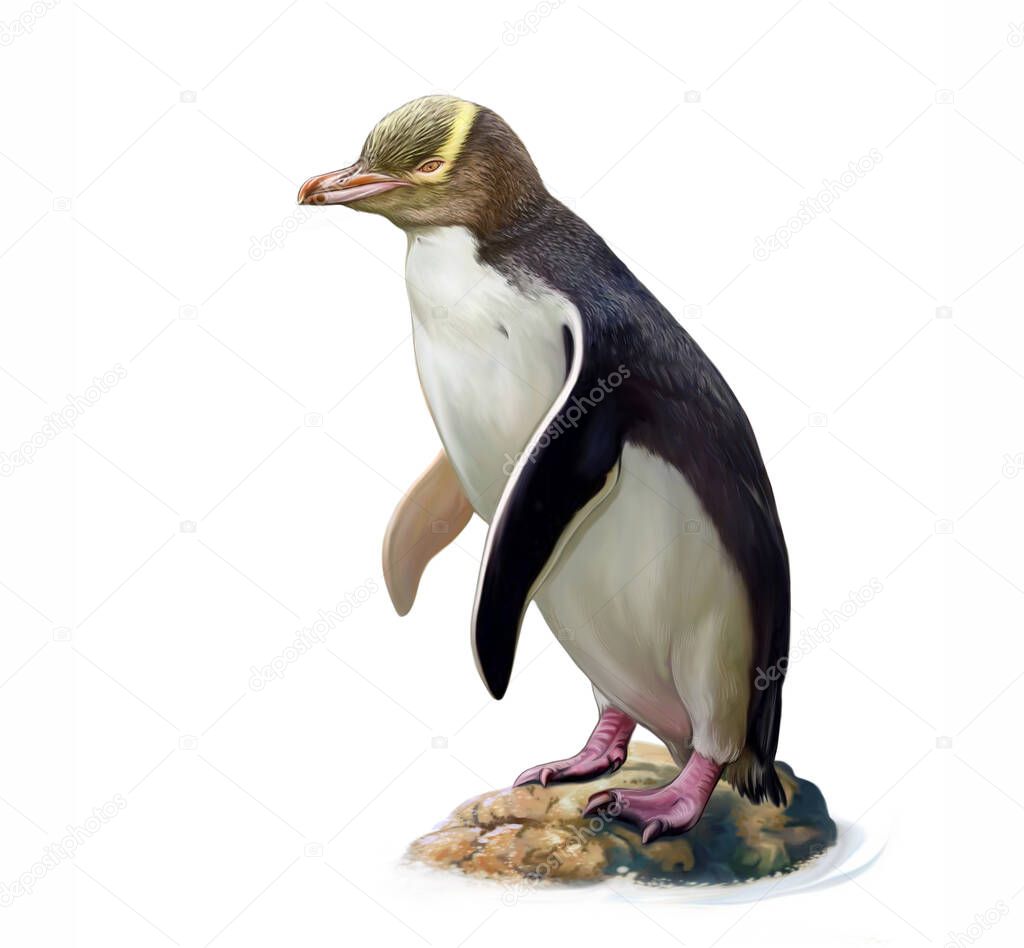 The yellow-eyed penguin (Megadyptes antipodes) - realistic drawing illustration for the New Zealand animal encyclopedia. Isolated image on a white background