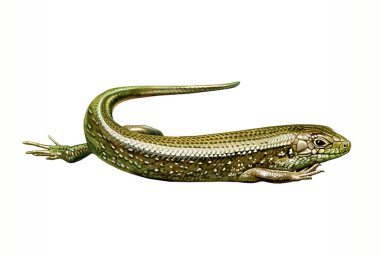 Skink (Scincidae) kertenkele - Yeni Zelanda hayvan ansiklopedisi için gerçekçi çizim çizimi. Beyaz arkaplanda izole edilmiş resim