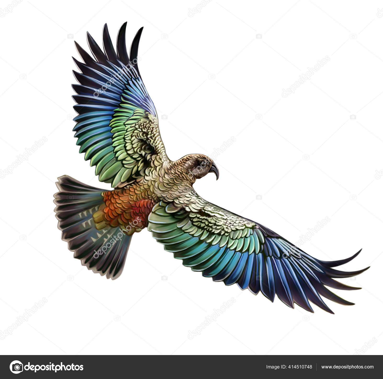 Kea Nestor Notabilis Desenho Realista Papagaio Voador Ilustração Para  Enciclopédia — Foto © Liliya.Butenko #414510748, image size:1600x1582