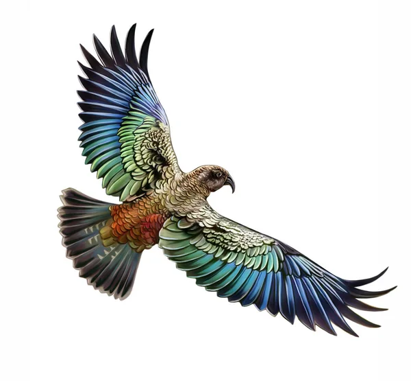 Kea Nestor Notabilis 现实地画一只飞行的鹦鹉 为新西兰动物百科全书画图 白色背景上的孤立图像 — 图库照片