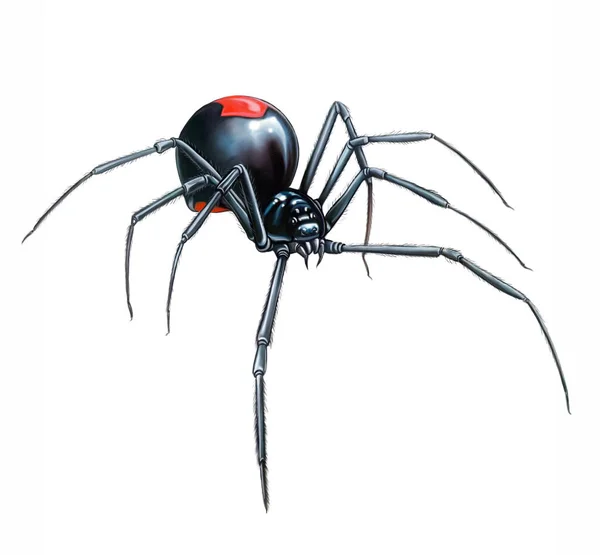 Kırmızı sırtlı örümcek, Avustralyalı kara dul (Latrodectus hasselti), Avustralya ve Yeni Zelanda hayvan ansiklopedisi için gerçekçi çizim, beyaz arka planda izole edilmiş görüntü