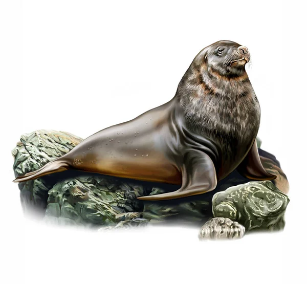 New Zealand Sea Lion Phocarctos Hookeri Lies Stones Realistic Drawing — Stock Photo, Image