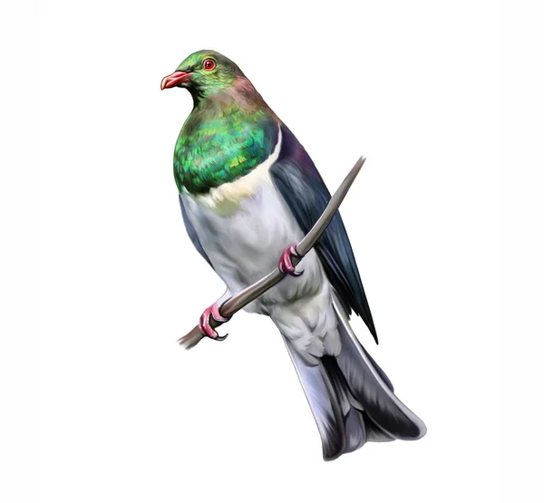 New Zealand Pigeon Kerer Hemiphaga Novaeseelandiae Sitting Branch Realistic Drawing — Stock Photo, Image