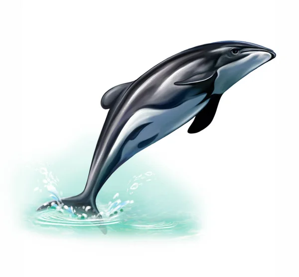 Maui Dolphin Cephalorhynchus Hectori Maui Jumping Out Water Realistic Drawing — Stock Photo, Image