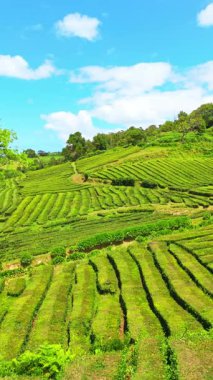 Çay çiftliği. Yeşillik Teraslar. Azores, Sao Miguel Adası. Portekiz. Hava görüntüsü. Drone geriye doğru hareket ediyor. Dikey Video