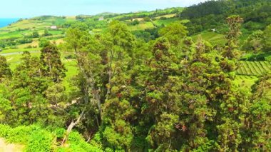 Çay çiftliği. Yeşillik Teraslar. Azores, Sao Miguel Adası. Portekiz. Hava görüntüsü. Drone ağaçların üzerinden ilerliyor. Görüntü Görüntüsü