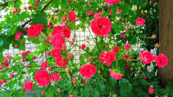 Çiçekli güller sessiz güzelliği