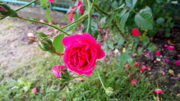 Çiçekli Güller Sessiz Güzelliği — Stok fotoğraf
