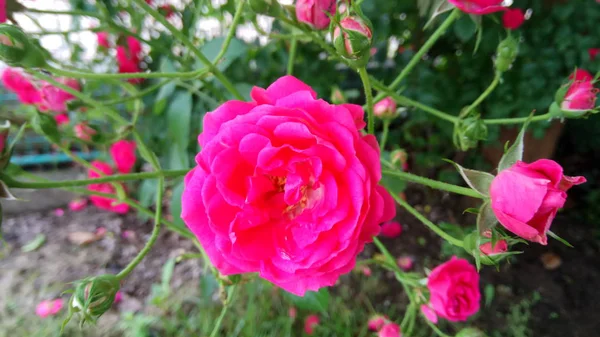 Silenciosa Belleza Las Rosas Florecientes —  Fotos de Stock