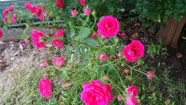 Tyst Skönhet Blommande Rosor — Stockfoto