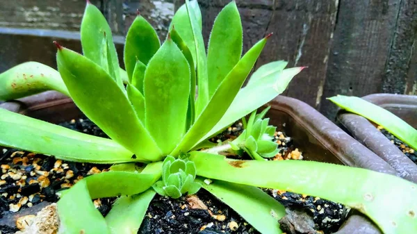 Aloe Ist Eine Sehr Gesunde Und Schöne Pflanze — Stockfoto
