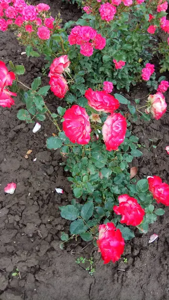 Frumusețea Tăcută Trandafirilor Înfloriți — Fotografie, imagine de stoc