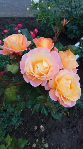 Σιωπηλή Ομορφιά Της Ανθοφορίας Τριαντάφυλλα — Φωτογραφία Αρχείου