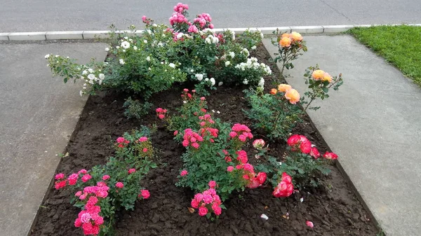 Stille Schönheit Blühender Rosen lizenzfreie Stockbilder