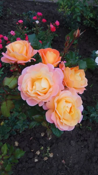 Stille Schönheit Blühender Rosen Stockbild