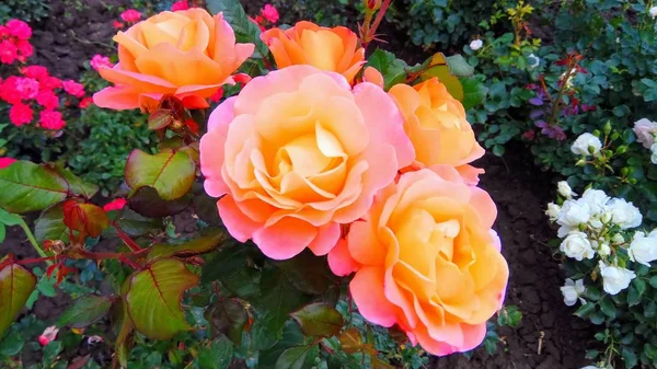 Beauté Silencieuse Des Roses Fleuries Images De Stock Libres De Droits