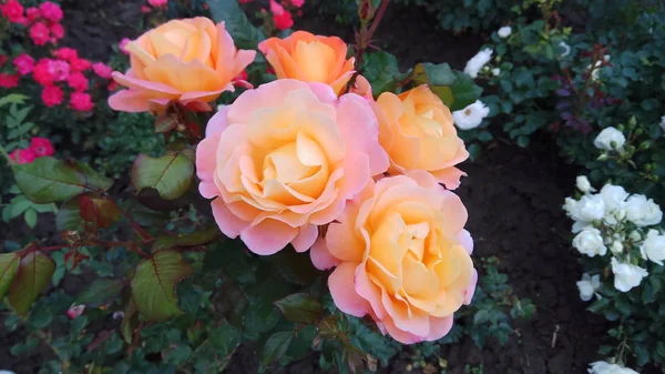 Stille Schönheit Blühender Rosen Stockbild