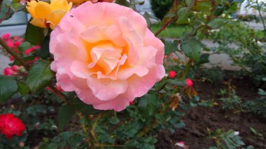 Çiçekli güller sessiz güzelliği