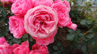 Çiçekli güller sessiz güzelliği