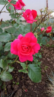 Çiçekli güller sessiz güzelliği