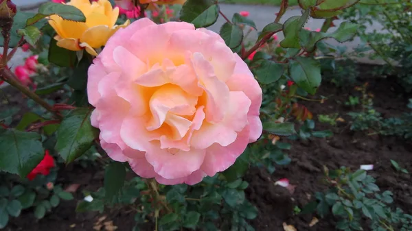 Beauté Silencieuse Des Roses Fleuries — Photo