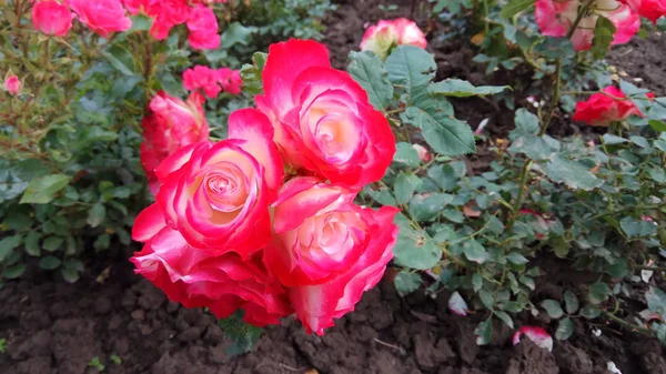 Silenciosa Belleza Las Rosas Florecientes —  Fotos de Stock