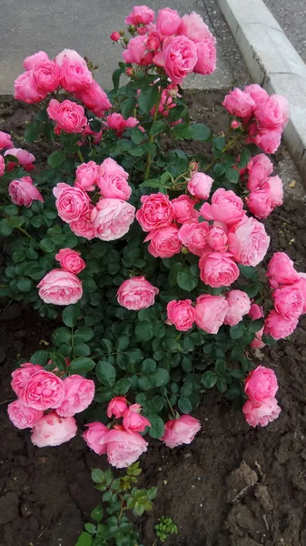 Σιωπηλή Ομορφιά Της Ανθοφορίας Τριαντάφυλλα — Φωτογραφία Αρχείου