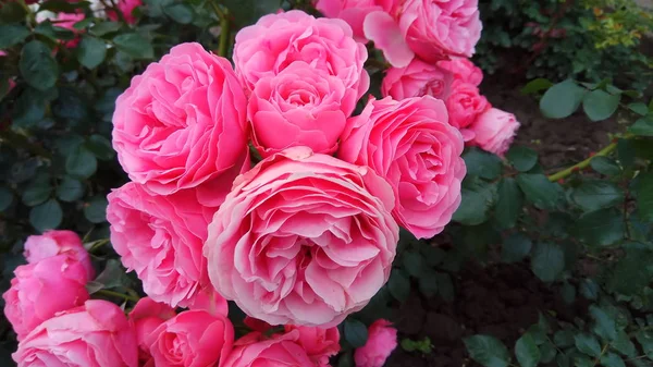 Безмолвная Красота Цветущих Роз — стоковое фото