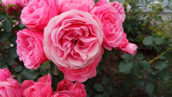 Beauté Silencieuse Des Roses Fleuries — Photo