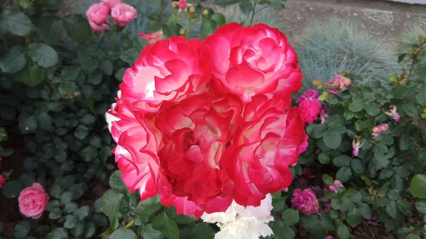 Stille Schönheit Blühender Rosen — Stockfoto