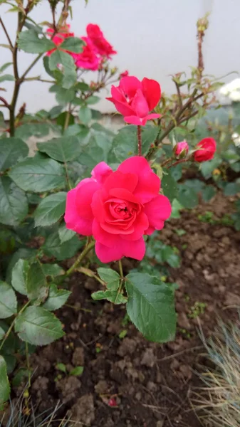 Silenciosa Belleza Las Rosas Florecientes — Foto de Stock