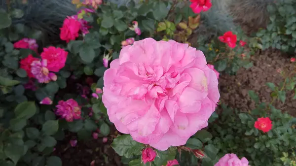 Beauté Silencieuse Des Roses Fleuries — Photo