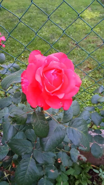 Silent Beauty Flowering Roses — Stock Photo, Image