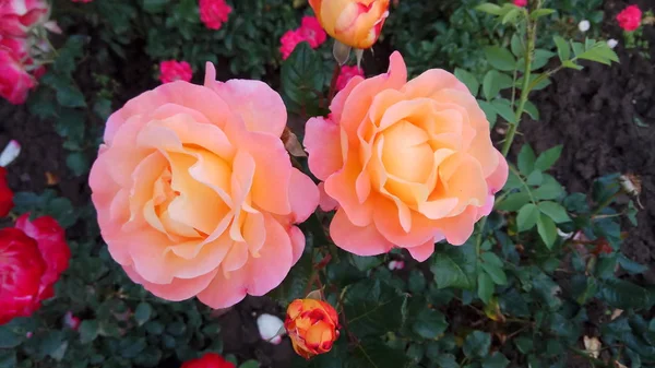 Stille Schönheit Blühender Rosen lizenzfreie Stockfotos