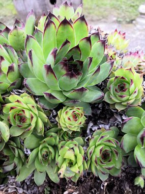 Aloe çok sağlıklı ve güzel bir bitkidir