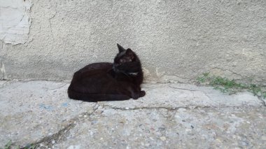 Bir kedi hayatının tadını çıkarıyormuş.
