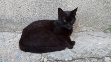 Bir kedi hayatının tadını çıkarıyormuş.