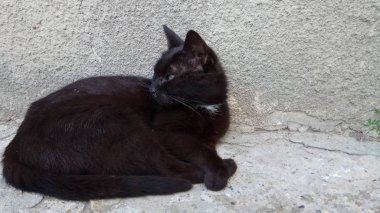 Bir kedi hayatının tadını çıkarıyormuş.