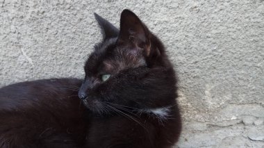 Bir kedi hayatının tadını çıkarıyormuş.