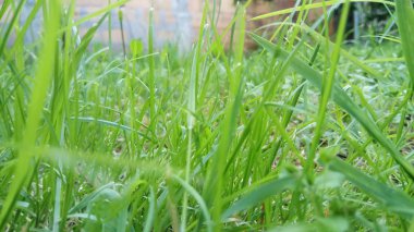 Yeşil yeşil çim ev