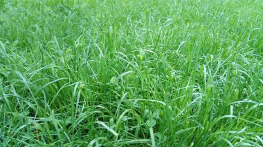 Yeşil yeşil çim ev