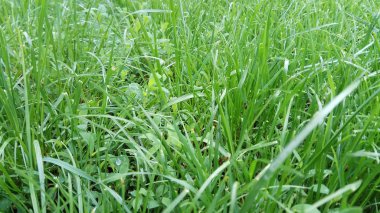 Yeşil yeşil çim ev